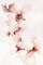 Watercolor Blossoms II Poster Print by PI Studio - Item # VARPDXPX352A